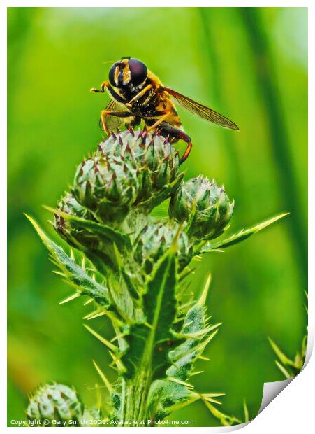 Hoverfly Closeup on Thistle Print by GJS Photography Artist