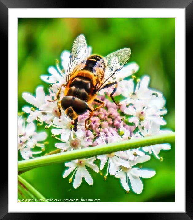 Honey Bee in Detail Framed Mounted Print by GJS Photography Artist