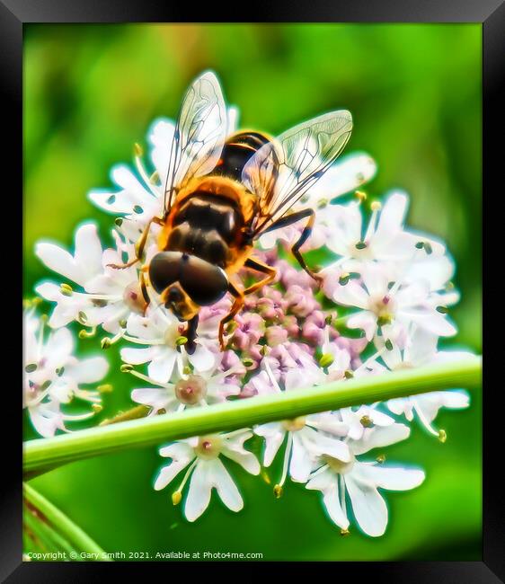 Honey Bee in Detail Framed Print by GJS Photography Artist
