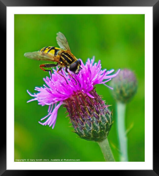 The Majestic Hoverfly A Pollinators Story Framed Mounted Print by GJS Photography Artist