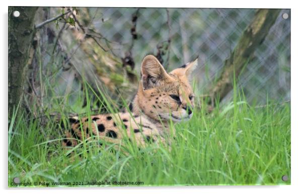 Serval Acrylic by Peter Wiseman