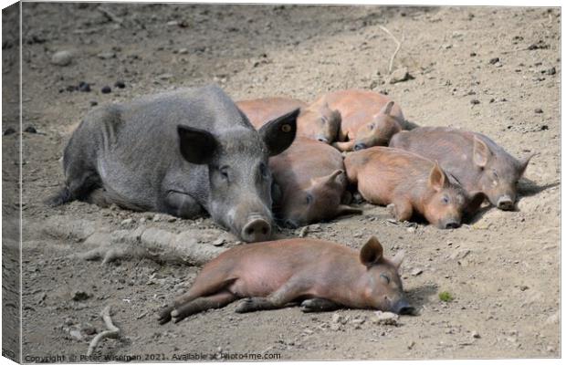 Wild boar sow and young Canvas Print by Peter Wiseman