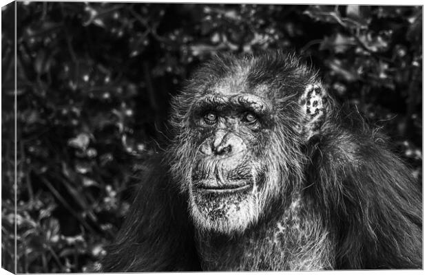 Portrait of a Western Chimpanzee Canvas Print by Jason Wells