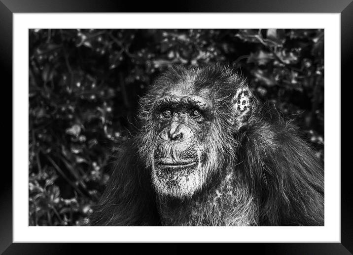 Portrait of a Western Chimpanzee Framed Mounted Print by Jason Wells