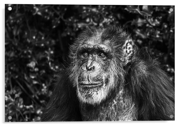 Portrait of a Western Chimpanzee Acrylic by Jason Wells