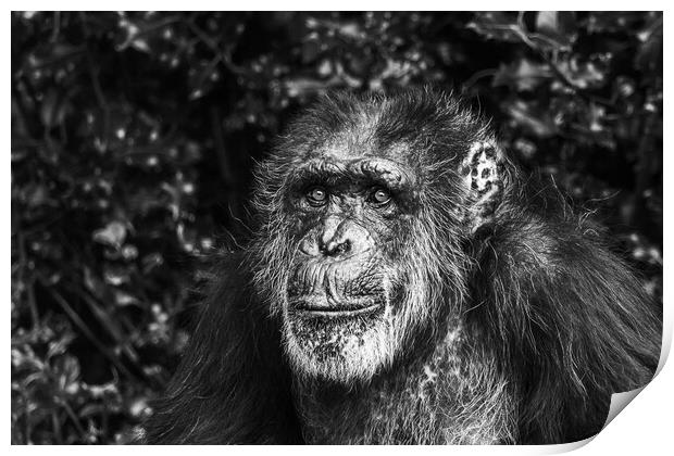 Portrait of a Western Chimpanzee Print by Jason Wells