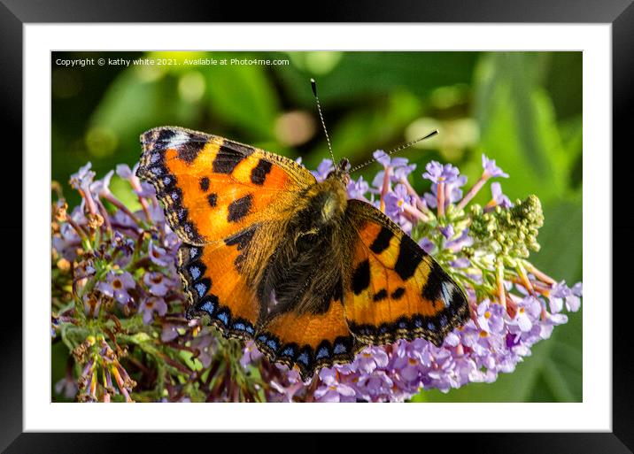 Tortoieshell butterfly on a flower Framed Mounted Print by kathy white