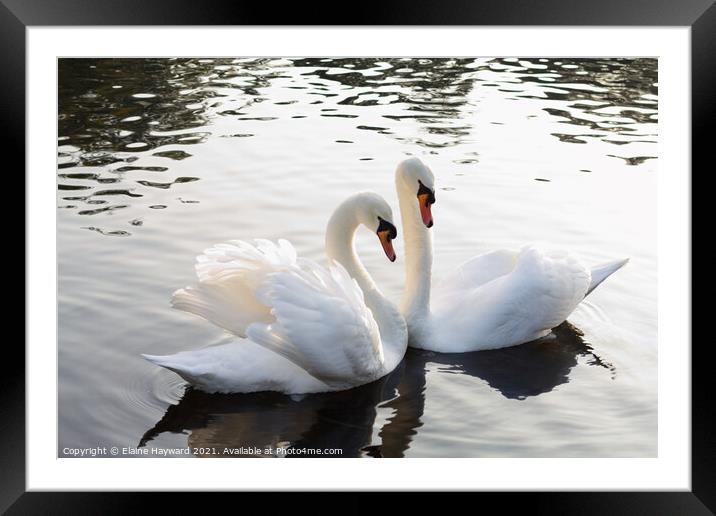 A pair of mute swans Framed Mounted Print by Elaine Hayward
