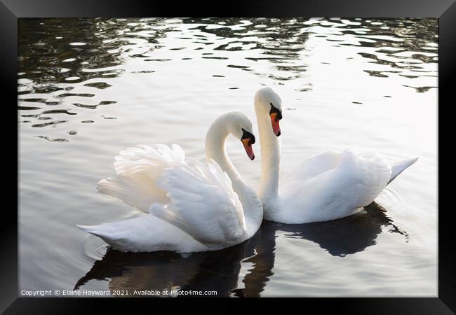 A pair of mute swans Framed Print by Elaine Hayward