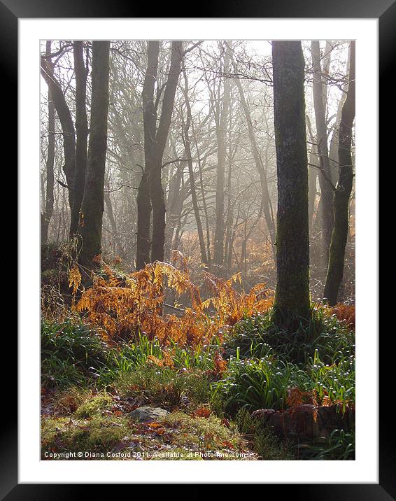 Wet ferns & misty forest walk Framed Mounted Print by DEE- Diana Cosford