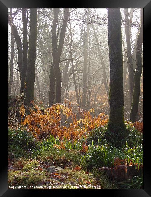 Wet ferns & misty forest walk Framed Print by DEE- Diana Cosford