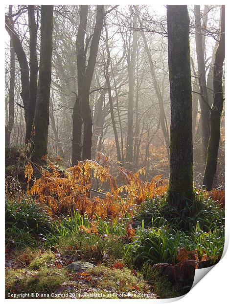 Wet ferns & misty forest walk Print by DEE- Diana Cosford