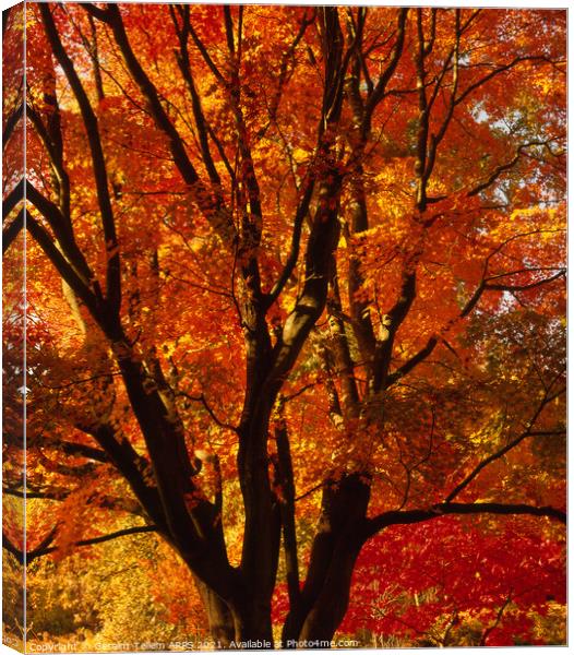 Tree in autumn, Westonbirt Arboretum, Glocestershire, England, UK Canvas Print by Geraint Tellem ARPS