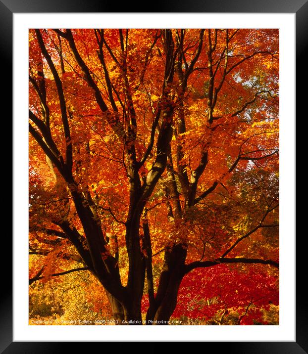 Tree in autumn, Westonbirt Arboretum, Glocestershire, England, UK Framed Mounted Print by Geraint Tellem ARPS