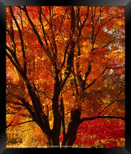 Tree in autumn, Westonbirt Arboretum, Glocestershire, England, UK Framed Print by Geraint Tellem ARPS