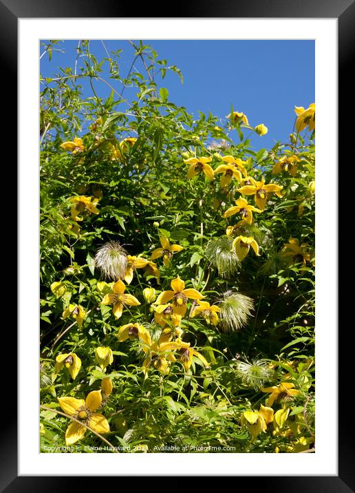 Clematis tangutica seed heads Framed Mounted Print by Elaine Hayward