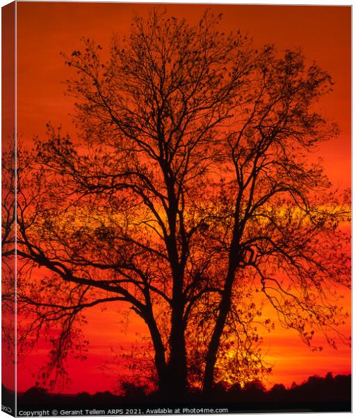 Tree at sunset, Kent, England, United Kijgdom Canvas Print by Geraint Tellem ARPS