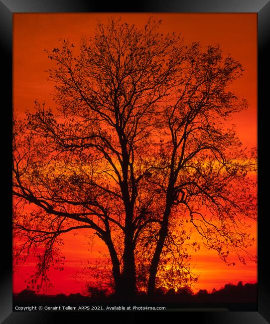 Tree at sunset, Kent, England, United Kijgdom Framed Print by Geraint Tellem ARPS