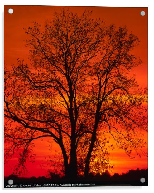 Tree at sunset, Kent, England, United Kijgdom Acrylic by Geraint Tellem ARPS