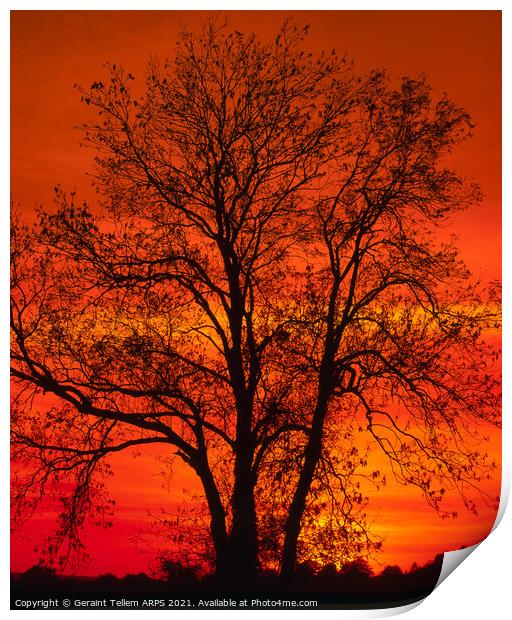 Tree at sunset, Kent, England, United Kijgdom Print by Geraint Tellem ARPS
