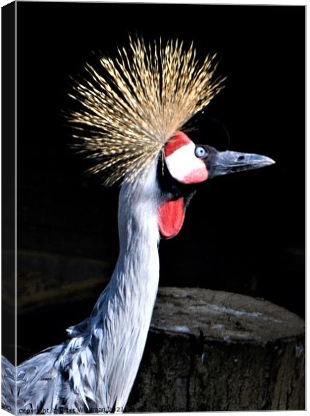 Majestic GoldenCrested Crowned Crane Canvas Print by Peter Wiseman