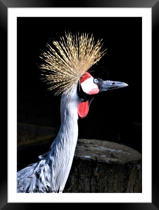 Majestic GoldenCrested Crowned Crane Framed Mounted Print by Peter Wiseman