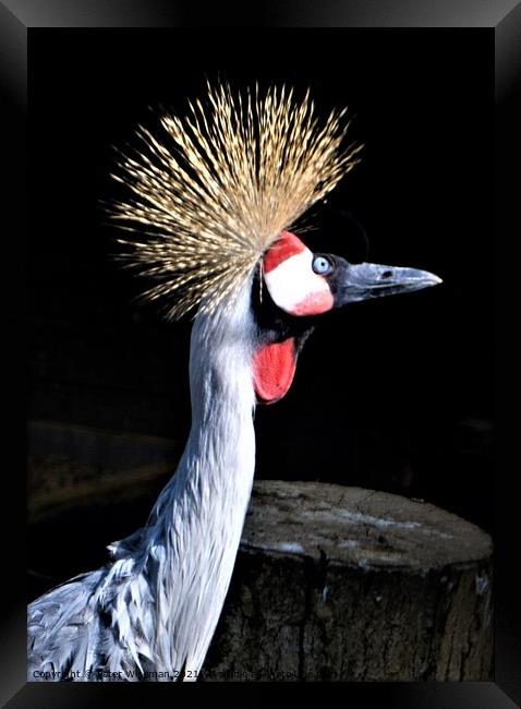 Majestic GoldenCrested Crowned Crane Framed Print by Peter Wiseman