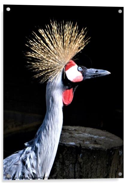 Majestic GoldenCrested Crowned Crane Acrylic by Peter Wiseman