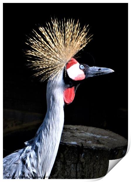 Majestic GoldenCrested Crowned Crane Print by Peter Wiseman