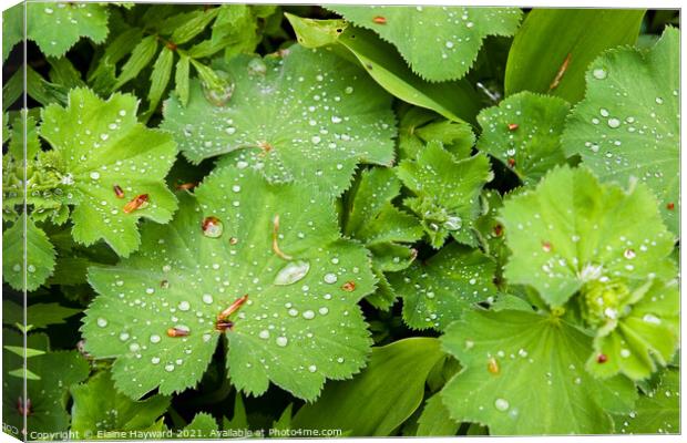 Raindrops on Alchemilla mollis Canvas Print by Elaine Hayward