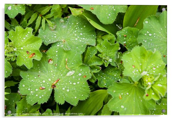 Raindrops on Alchemilla mollis Acrylic by Elaine Hayward
