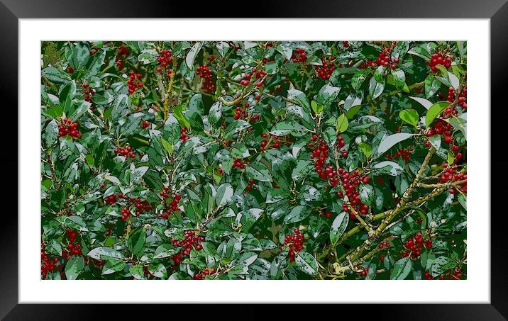 Holly Framed Mounted Print by Victor Burnside