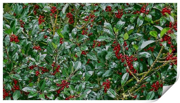 Holly Print by Victor Burnside