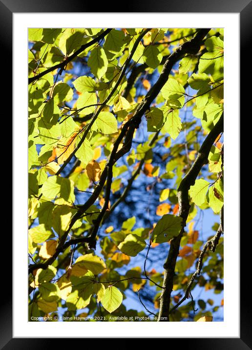 Common beech tree leaves backlit Framed Mounted Print by Elaine Hayward