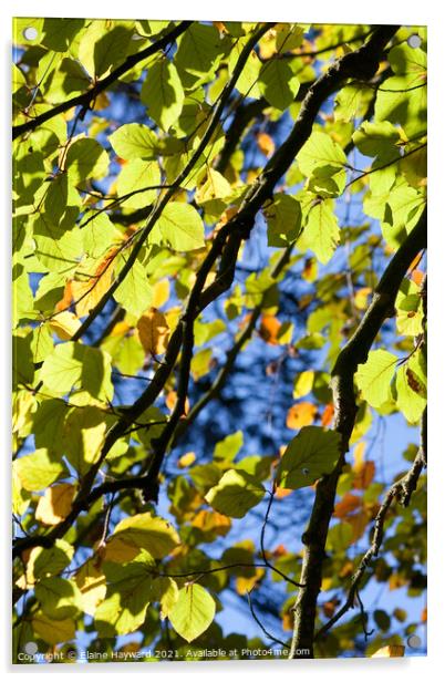 Common beech tree leaves backlit Acrylic by Elaine Hayward