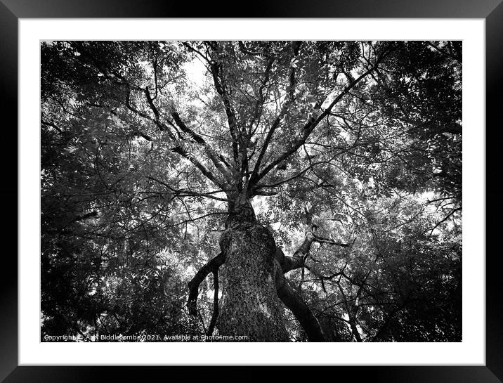 A view through the trees in monochrome Framed Mounted Print by Ann Biddlecombe