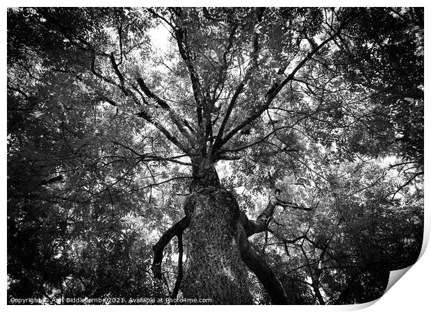 A view through the trees in monochrome Print by Ann Biddlecombe