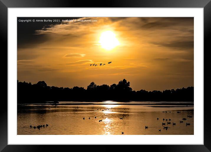 Geese Flying Over Big Waters at Sunset  Framed Mounted Print by Aimie Burley
