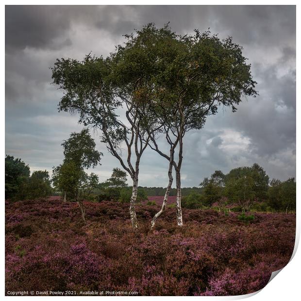 Silver Birch and Heather on Westleton Heath Print by David Powley