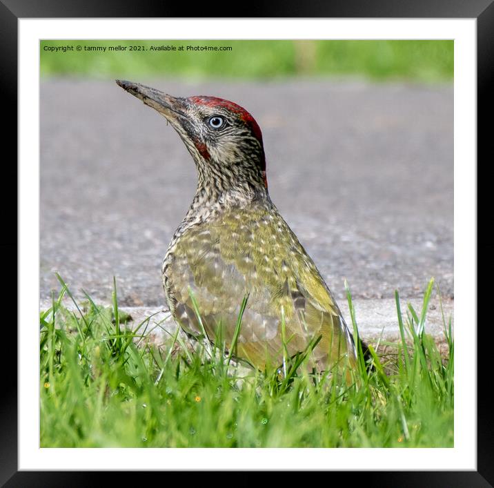 Majestic Green Woodpecker Framed Mounted Print by tammy mellor