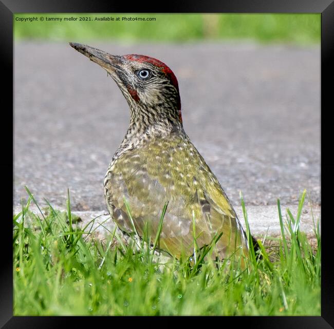 Majestic Green Woodpecker Framed Print by tammy mellor