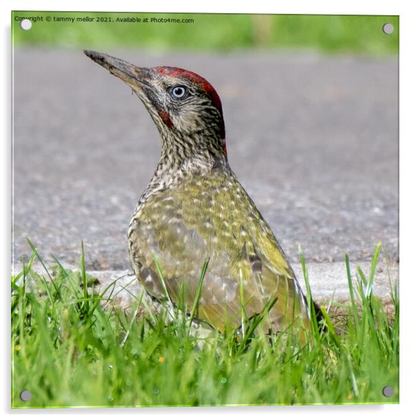Majestic Green Woodpecker Acrylic by tammy mellor