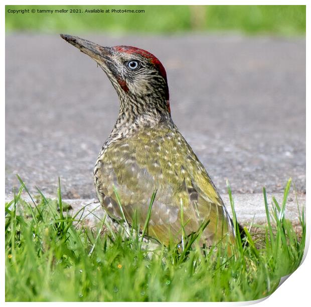 Majestic Green Woodpecker Print by tammy mellor