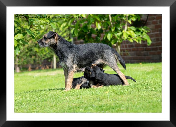 Adorable Border Terrier and Her Pups Framed Mounted Print by tammy mellor