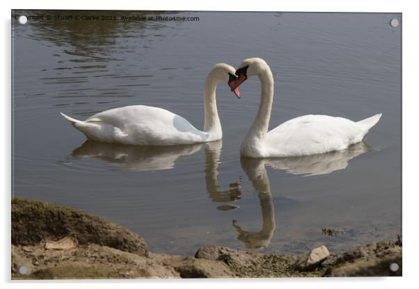 Swans at Pagham Acrylic by Stuart C Clarke