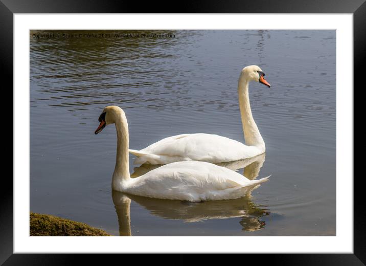 Swans at Pagham Framed Mounted Print by Stuart C Clarke