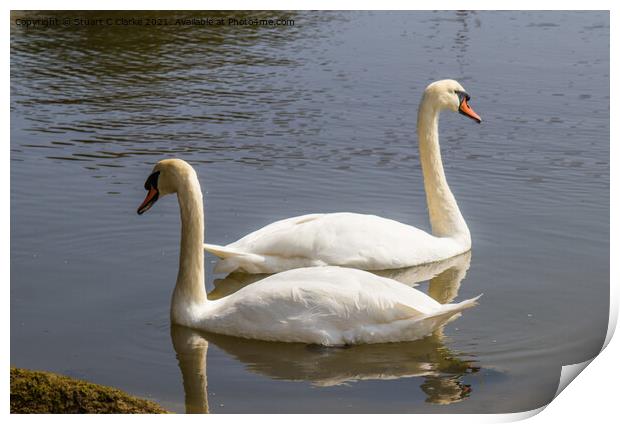 Swans at Pagham Print by Stuart C Clarke