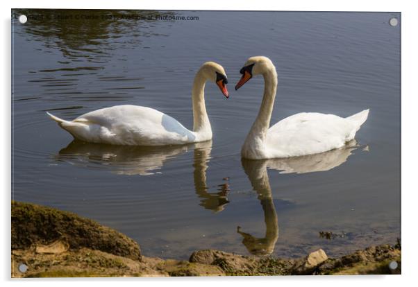 Swans at Pagham Acrylic by Stuart C Clarke