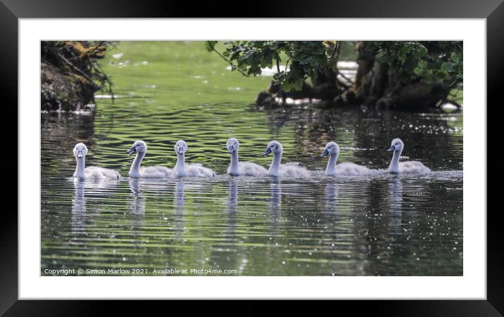 Seven Swan Cygnets Framed Mounted Print by Simon Marlow