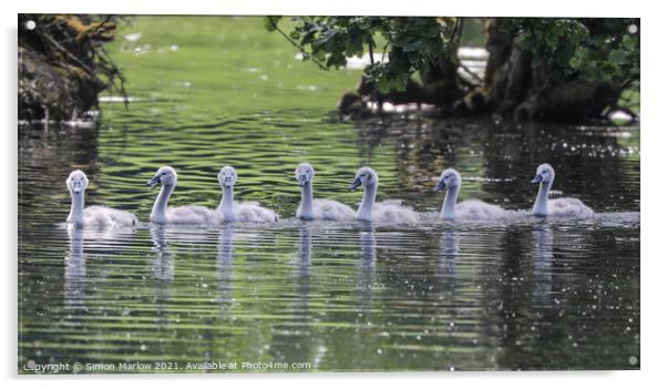 Seven Swan Cygnets Acrylic by Simon Marlow